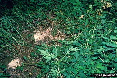 Cotton (Texas) Root Rot